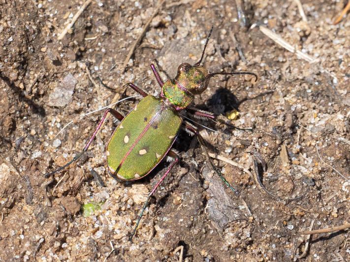 Cicindela campestris (Green Tiger Beetle).jpg